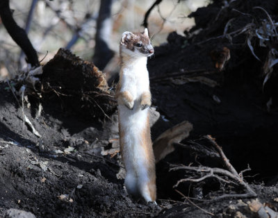 Weasel, Long-tailed