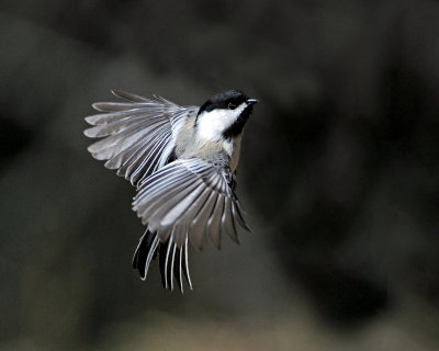 Chickadee Black-capped 