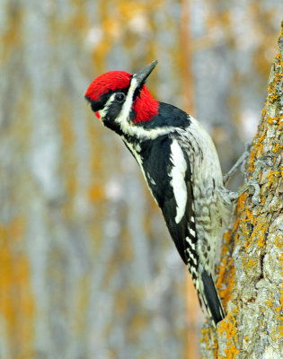 Red-napped Sapsucker