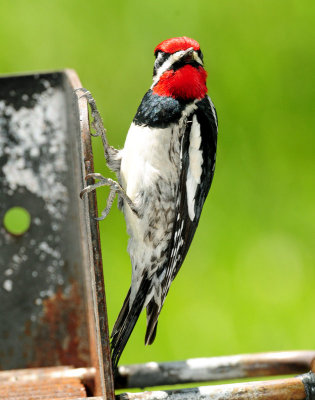 Red-napped Sapsucker