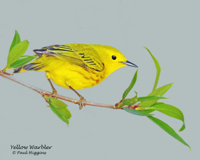 Warbler Yellow 