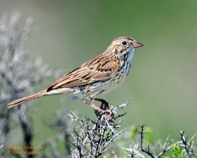 Sparrow, Vesper