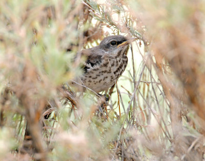 Mockingbird, Northern (fledgling)