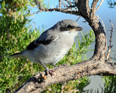 Shrike, Loggerhead (Fledgling)