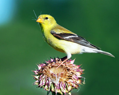Goldfinch, American (Female)