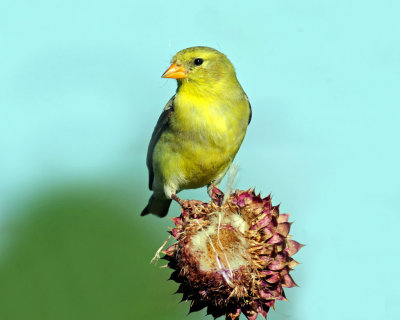 Goldfinch, American (Female)