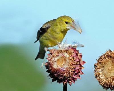 Goldfinch, American (Female)