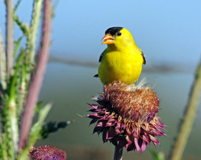 Goldfinch, American