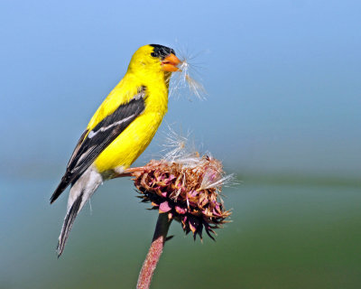 Goldfinch, American