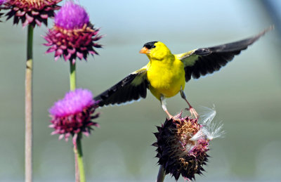 Goldfinch, American