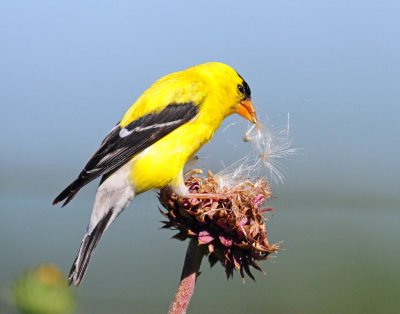 Goldfinch, American