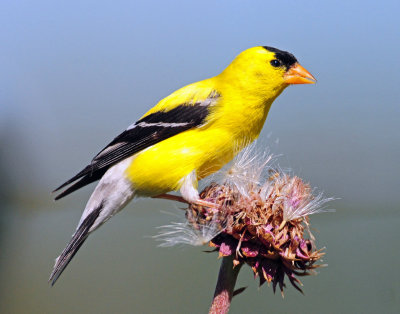 Goldfinch, American