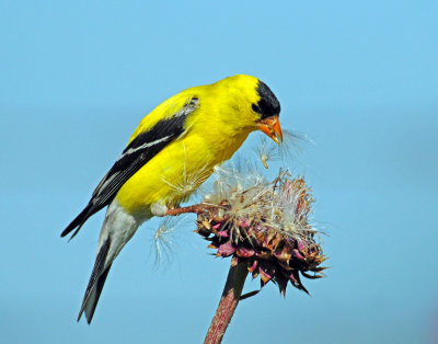 Goldfinch, American