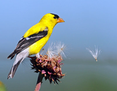 Goldfinch, American