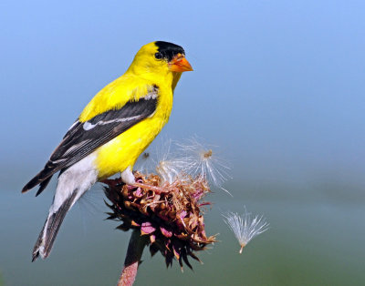 Goldfinch, American