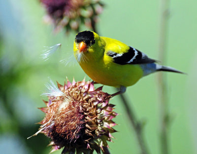 Goldfinch, American