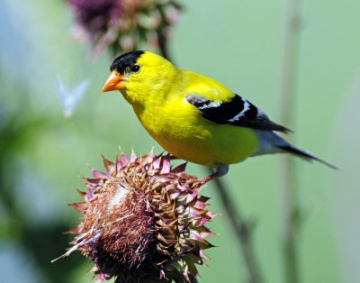 Goldfinch, American