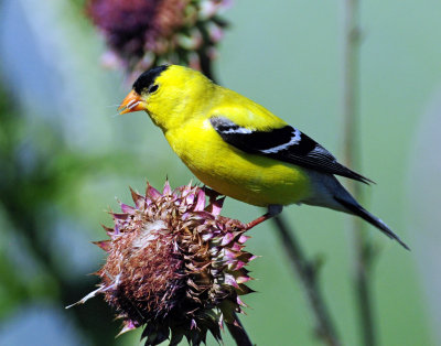 Goldfinch, American