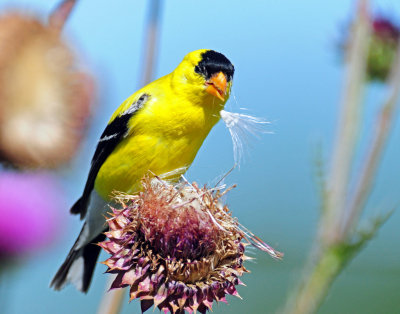 Goldfinch, American