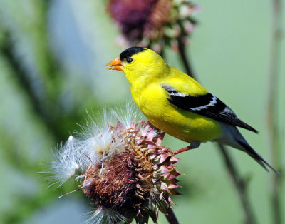 Goldfinch, American