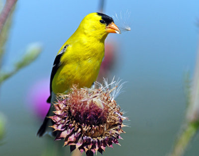 Goldfinch, American