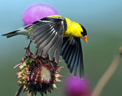 Goldfinch, American