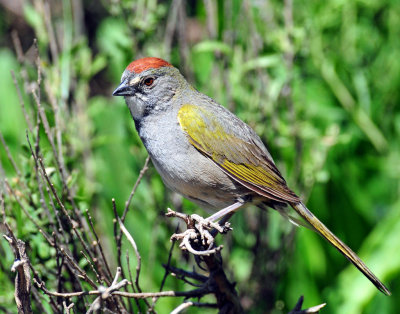 Towhee, Green-tailed