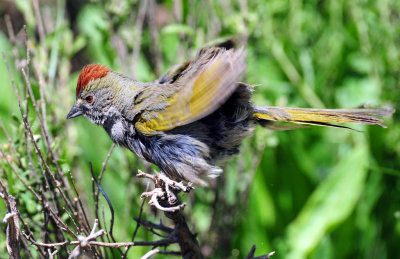 Towhee, Green-tailed