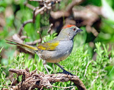 Towhee, Green-tailed