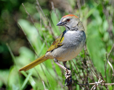 Towhee, Green-tailed