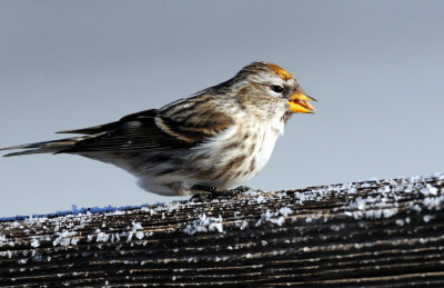 Redpoll, Common (Yellow Phase)