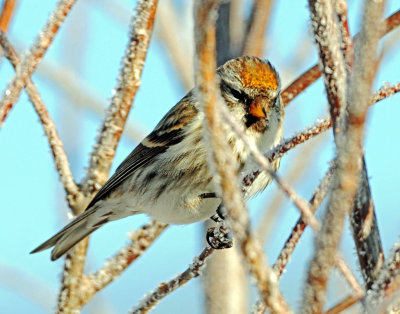 Redpoll, Common (Yellow Phase)