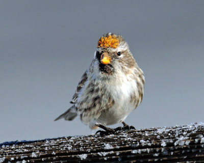 Redpoll, Common (Yellow Phase)