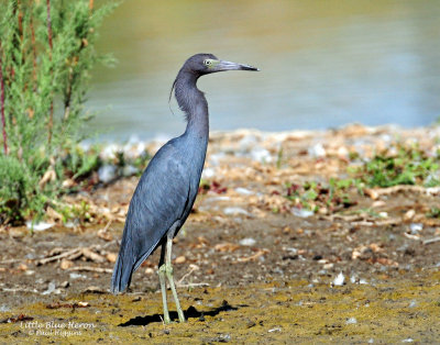 Heron, Little Blue