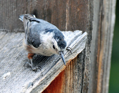 Nuthatch, White-breasted