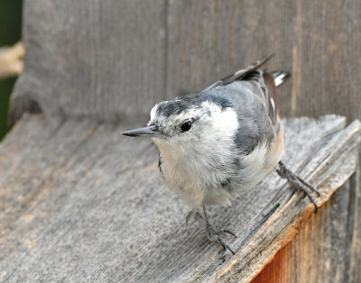 Nuthatch, White-breasted