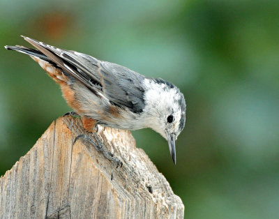 Nuthatch, White-breasted (Aug. 9, 2014)