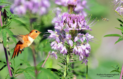 Hummingbirds, Rufous