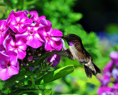 Hummingbird, Black-chinned (Aug. 21, 2014)