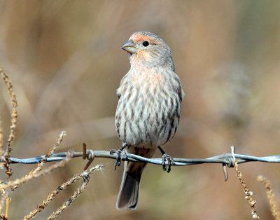 Finch, House