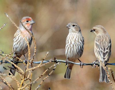 Finch, House