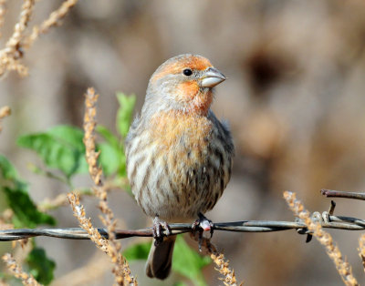 Finch, House