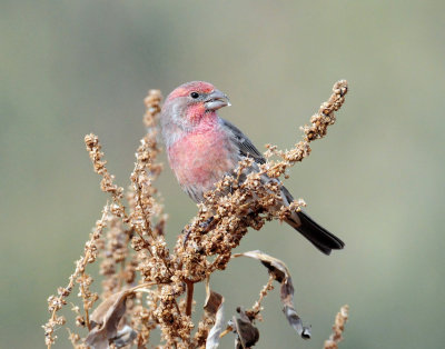 Finch, House