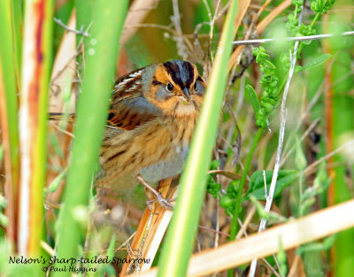 Sparrow, Nelson's Sharp-tailed
