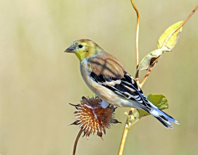 Goldfinch, American (non-breeding)