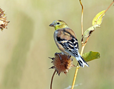 Goldfinch, American (non-breeding)