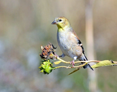 Goldfinch, American (non-breeding)