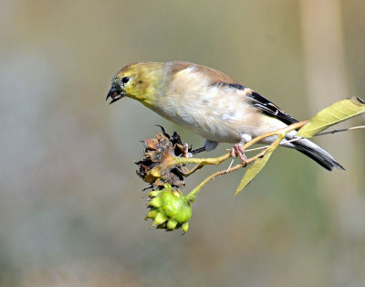 Goldfinch, American (non-breeding)