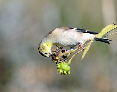 Goldfinch, American (non-breeding)