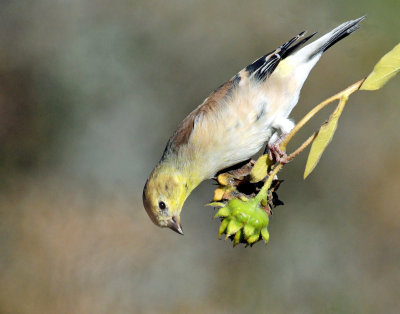 Goldfinch, American (non-breeding)